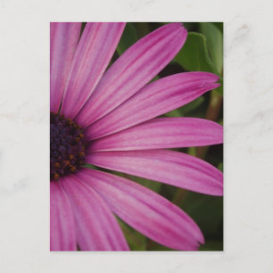 Pink Daisy Postcard Postkarte