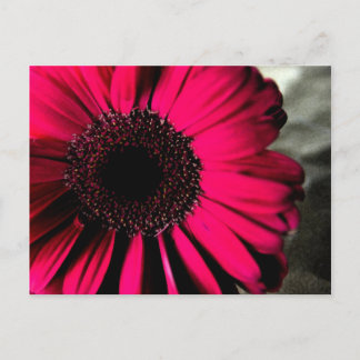Pink Daisy Postcard Postkarte