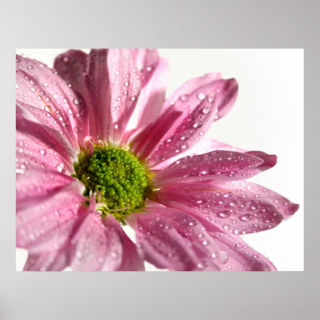 Pink Daisy Poster (Vorne)