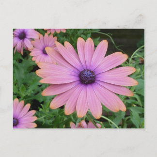 Pink Daisy Postkarte