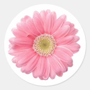 PINK DAISY Single Blume Weißer Hintergrund P06A Runder Aufkleber