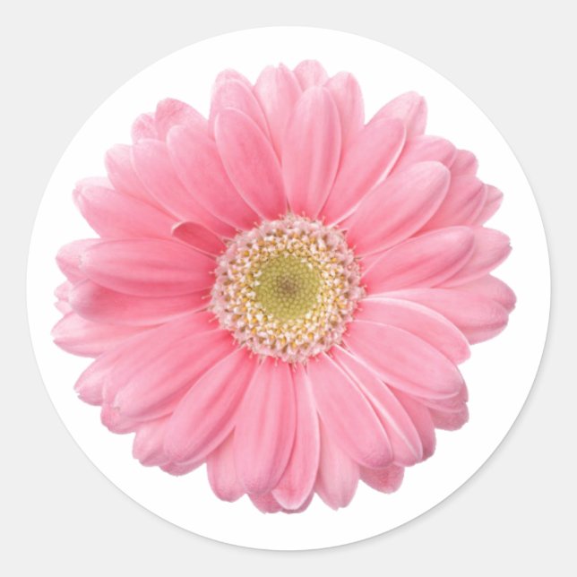 PINK DAISY Single Blume Weißer Hintergrund P06A Runder Aufkleber (Vorderseite)