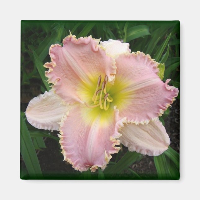 Pink Day Lily got Zähne mit 2 x 2 Magneten Magnet (Vorne)