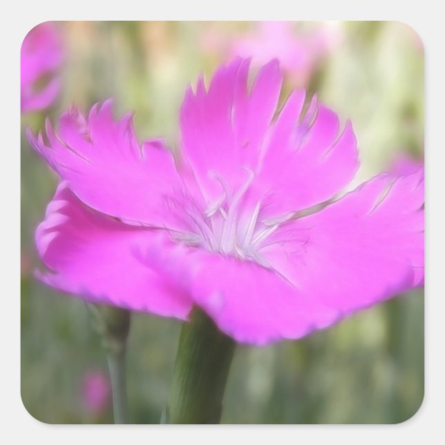 Pink Dianthus Bloom Quadratischer Aufkleber (Vorderseite)
