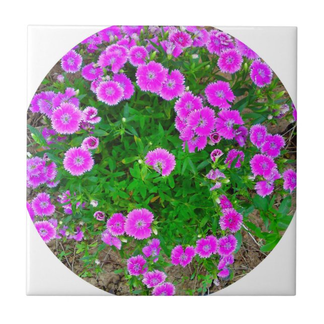 Pink Dianthus Blume Tile Fliese (Vorderseite)