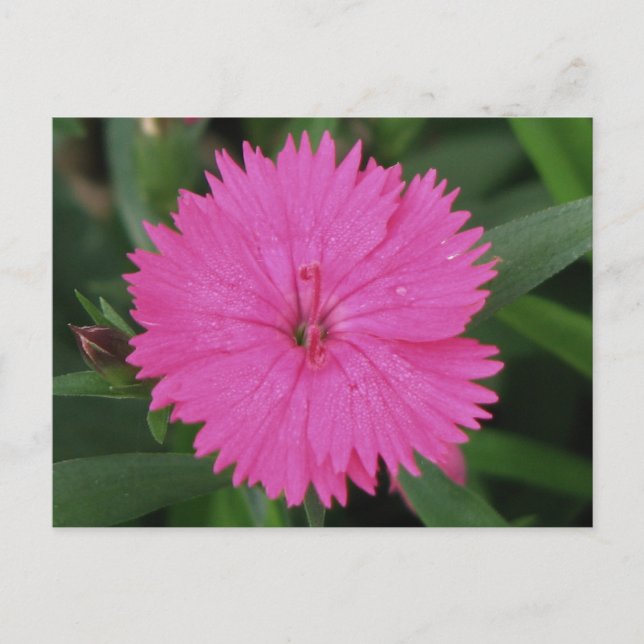 Pink Dianthus Postkarte (Vorderseite)