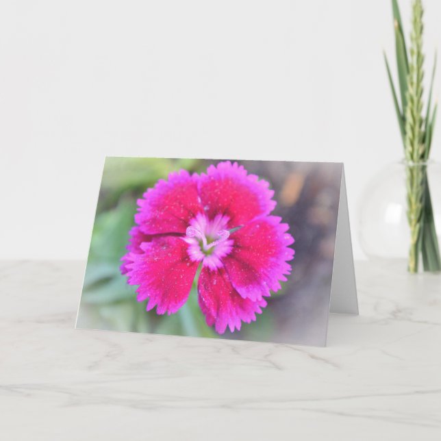 Pink Dianthus Sweet William Gertie's Garden Karte (Vorderseite)