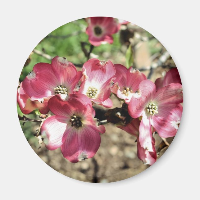 Pink Dogwood Flower Fotomagnet Magnet (Vorne)