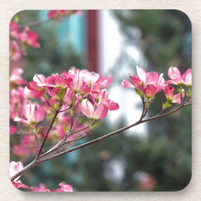 Pink Dogwood Untersetzer (Vorderseite)