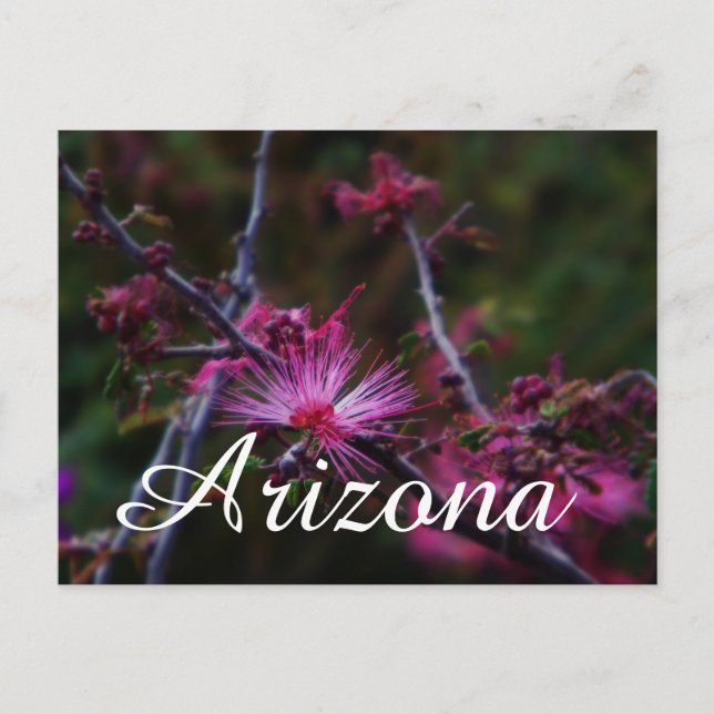 Pink Fairy Duster, Arizona Postkarte (Vorderseite)