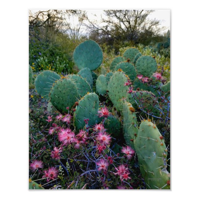 Pink Fairy Duster Blume & Prickly Pear Cactus Fotodruck (Vorne)