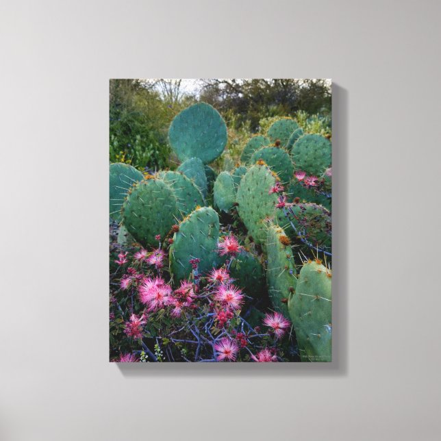 Pink Fairy Duster Blume & Prickly Pear Cactus Leinwanddruck (Vorderseite)