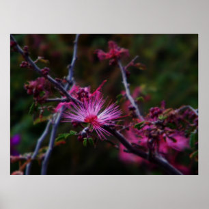 Pink Fairy Duster Druck Poster