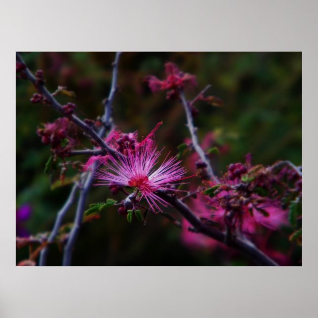 Pink Fairy Duster Druck Poster (Vorne)