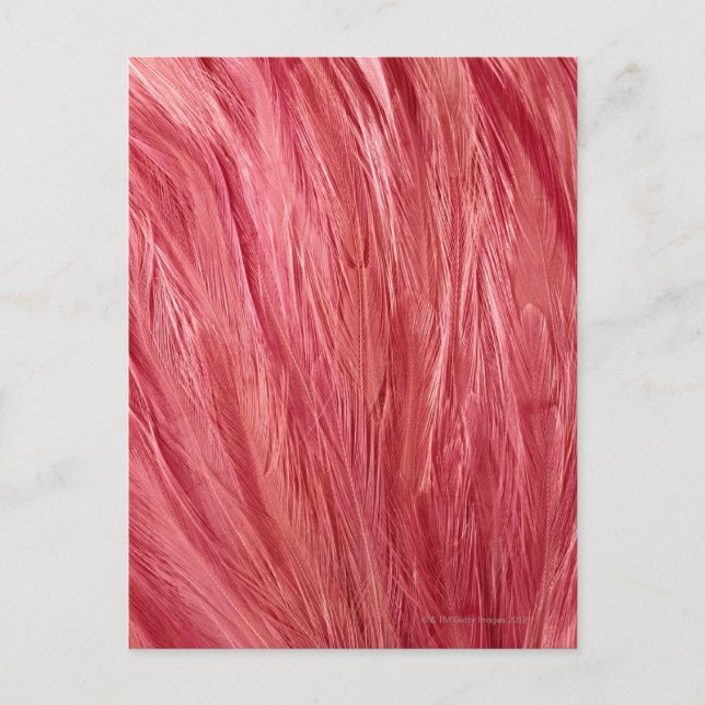 Pink Feathers Postkarte (Vorderseite)