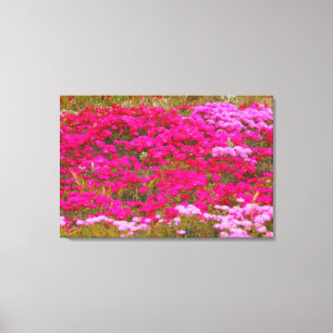 PINK FELDS 24x36 Leinwanddruck