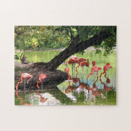 Pink Flamingo Flock Wildlife Foto