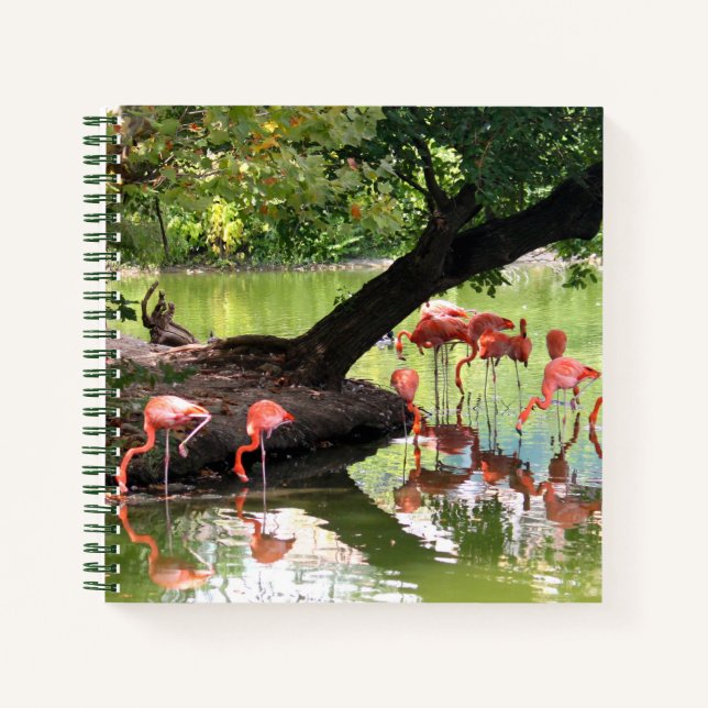Pink Flamingo Flock Wildlife Foto Notizbuch (Vorderseite)