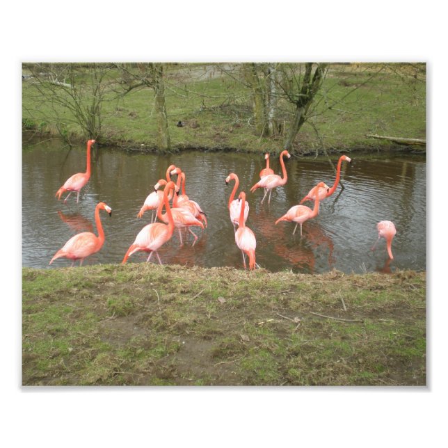 Pink Flamingo Foto (Vorne)