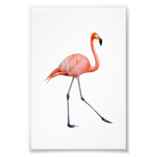 Pink Flamingo Fotodruck (Vorne)