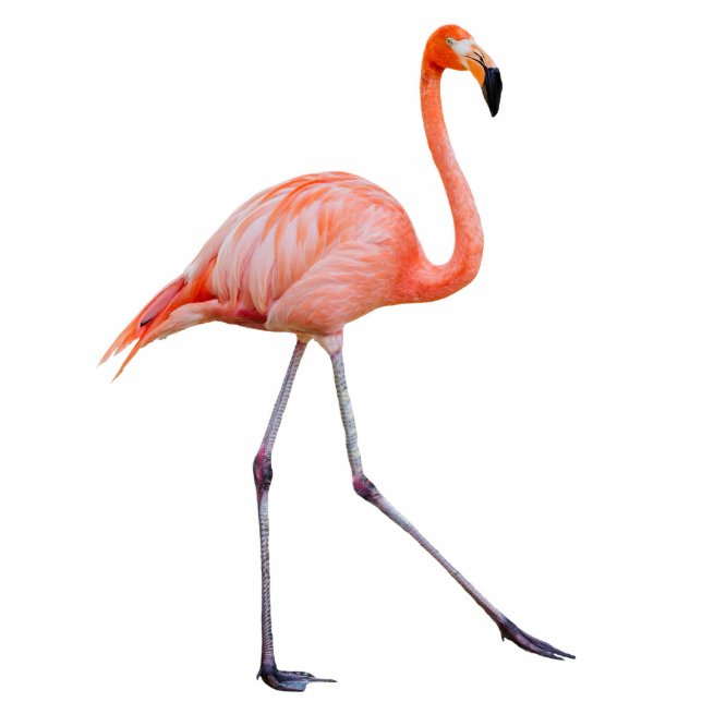 Pink Flamingo Freistehende Fotoskulptur (Vorne)