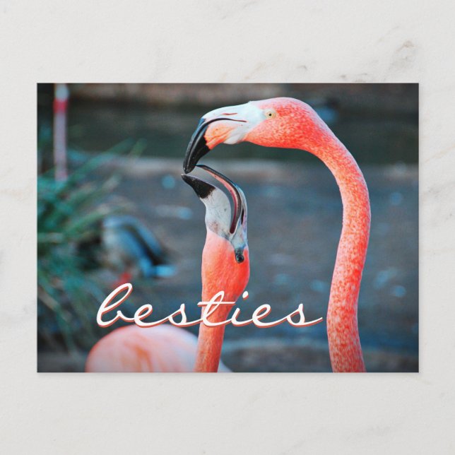 Pink Flamingo Friends Foto Besties Stilvolle Schri Postkarte (Vorderseite)