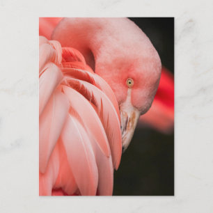 Pink Flamingo Nah-up Foto Postkarte
