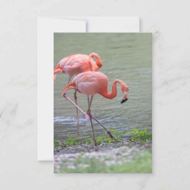 Pink Flamingo Notecard Dankeskarte (Vorderseite)