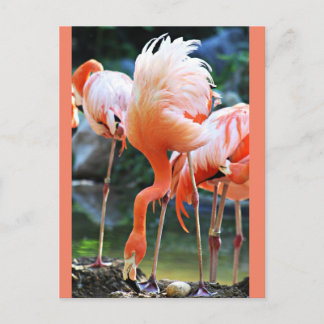 Pink Flamingo Postcard Postkarte