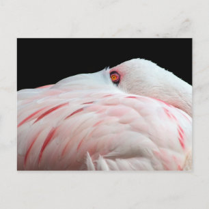 Pink Flamingo Postcard Postkarte