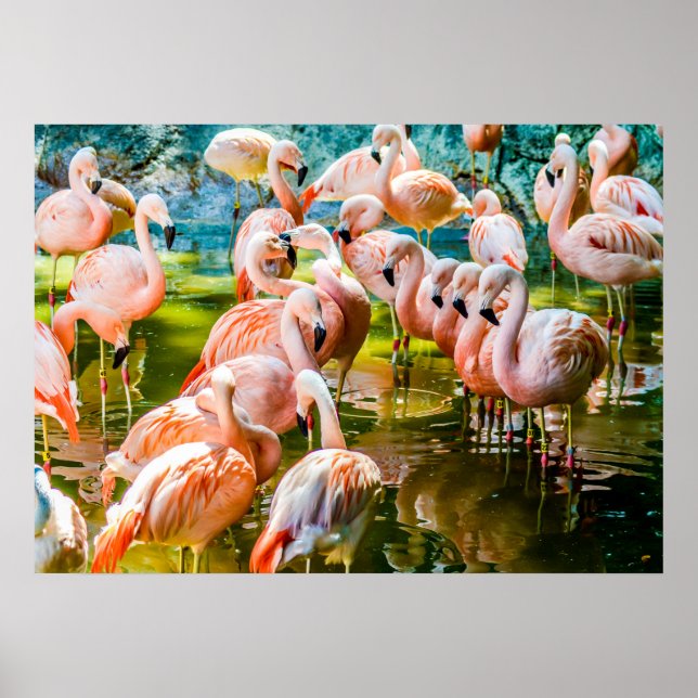 Pink Flamingo Poster (Vorne)