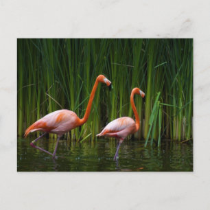 PINK FLAMINGO POSTKARTE