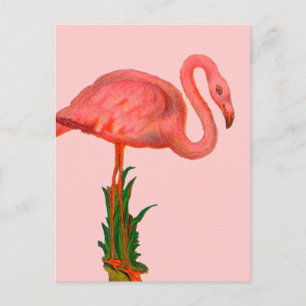 Pink Flamingo Postkarte