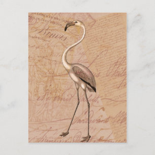 Pink Flamingo Postkarte