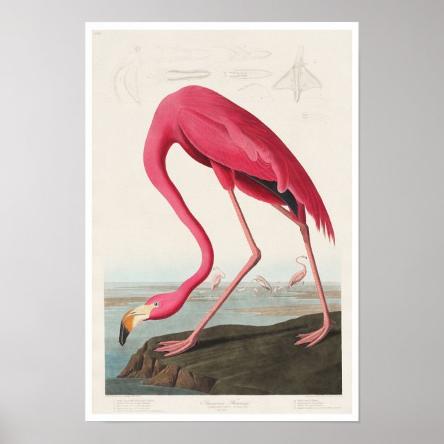 Pink Flamingo von Audubon Poster (Vorne)