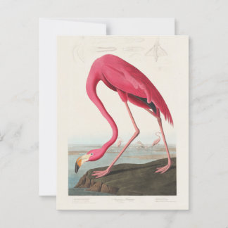 Pink Flamingo von John Audubon Postkarte