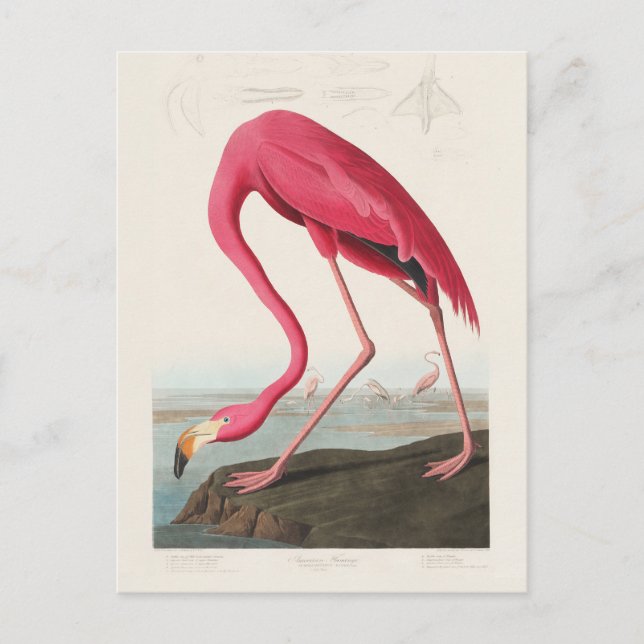 Pink Flamingo von John Audubon Postkarte (Vorderseite)
