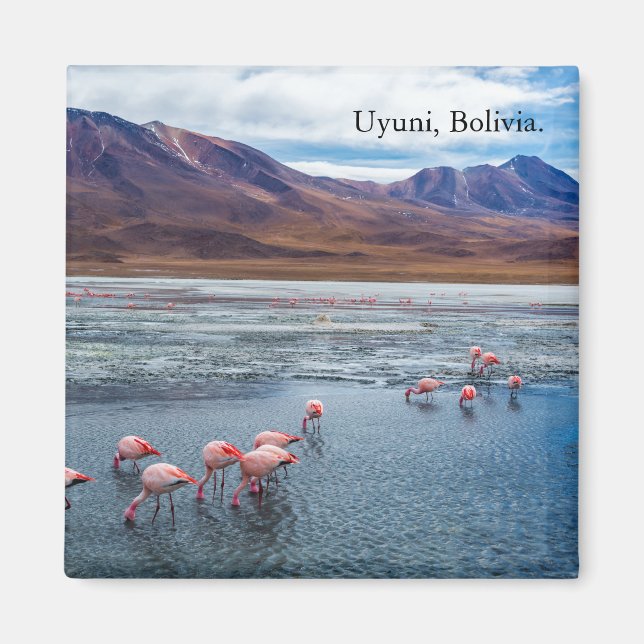 Pink Flamingoes in Bolivien Magnet (Vorne)