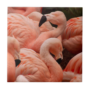 Pink Flamingos Fliese
