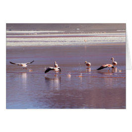 Pink Flamingos in Flight on Water Greycard