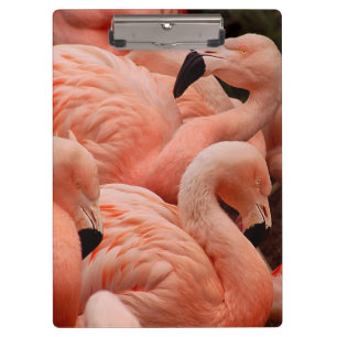Pink Flamingos Klemmbrett