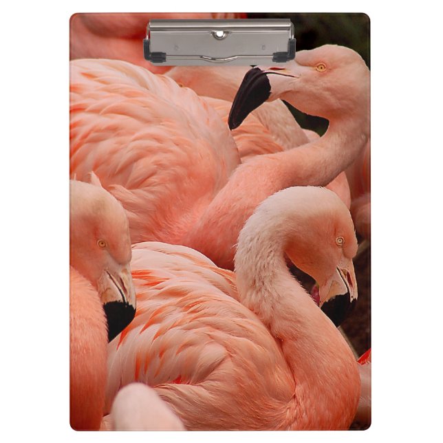 Pink Flamingos Klemmbrett (Vorderseite)