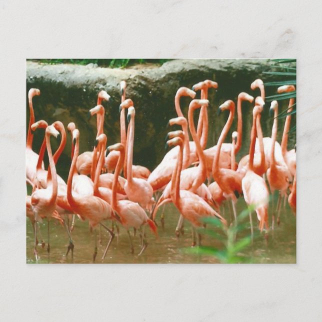 Pink Flamingos Postcard Postkarte (Vorderseite)
