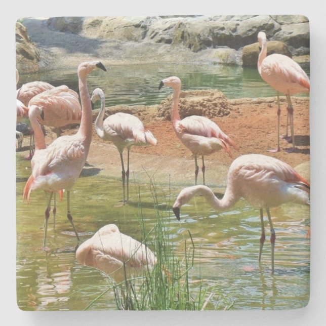Pink Flamingos Untersetzer (Vorderseite)