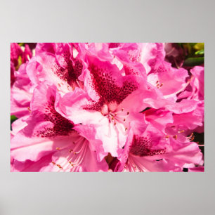 Pink Floral Bliss - Personalisiert Poster