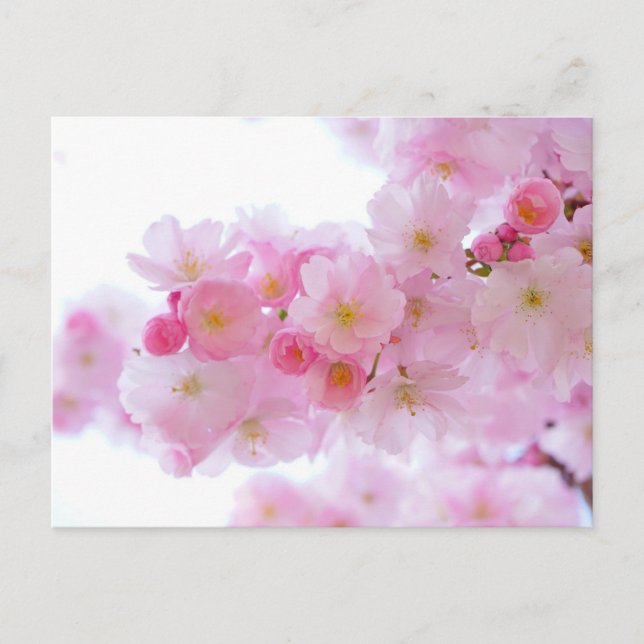 Pink Floral Postkarte (Vorderseite)