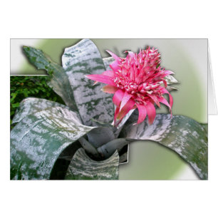 Pink Flower Bromeliad