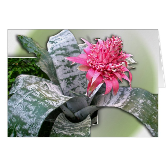 Pink Flower Bromeliad (Vorderseite (Horizontal))