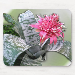 Pink Flower Bromeliad Mousepad