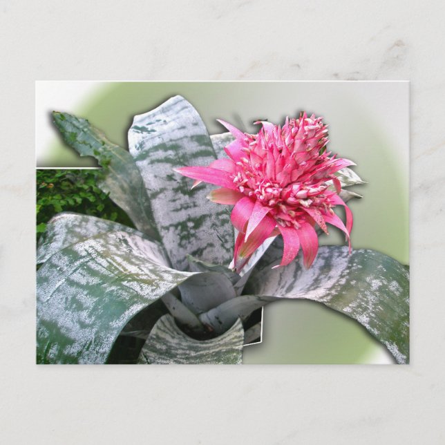 Pink Flower Bromeliad Postkarte (Vorderseite)